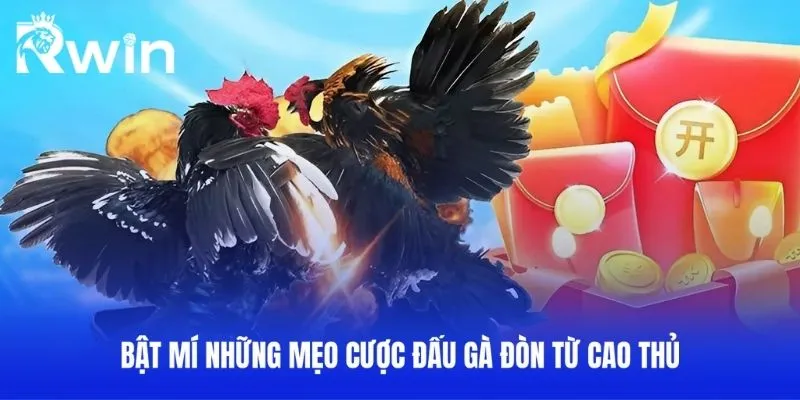 Đá Gà Đòn - Cách Nhận Dạng Và Chơi Hiệu Quả Tại RWIN 3 Bật mí những mẹo cược đấu gà đòn từ cao thủ