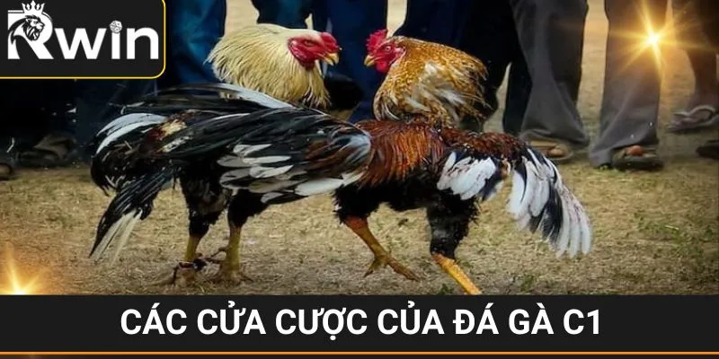 Đá Gà C1 - Siêu Phẩm Giải Trí Cực Ăn Khách Tại RWIN 3 Các kiểu cược cơ bản của đấu kê C1