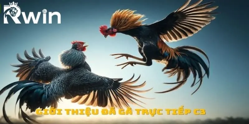 Đá Gà C3 - Tận Hưởng Những Trận Chiến Nảy Lửa Nhất