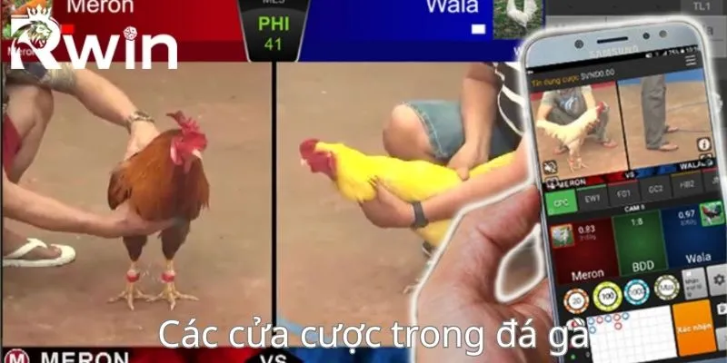 Đá Gà C3 - Tận Hưởng Những Trận Chiến Nảy Lửa Nhất 3 Đặc điểm của các trận đấu chọi gà c3 rầm rộ
