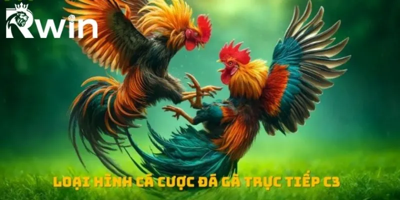 Đá Gà C3 - Tận Hưởng Những Trận Chiến Nảy Lửa Nhất 4 Các loại hình chọi gà trực tuyến C3 kịch tính và hấp dẫn bậc nhất