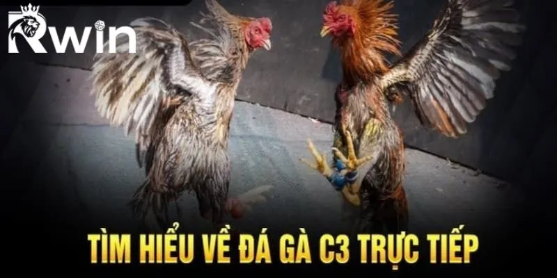 Đá Gà C3 - Tận Hưởng Những Trận Chiến Nảy Lửa Nhất 2 Đá gà c3 trở thành hình thức giải trí nổi tiếng hàng đầu Châu Á