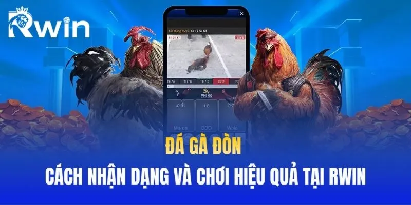 Đá Gà Đòn - Cách Nhận Dạng Và Chơi Hiệu Quả Tại RWIN