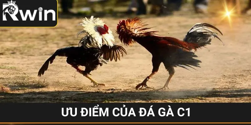 Đá Gà C1 - Siêu Phẩm Giải Trí Cực Ăn Khách Tại RWIN 2 Những ưu điểm khi xem đấu kê C1 tại RWIN
